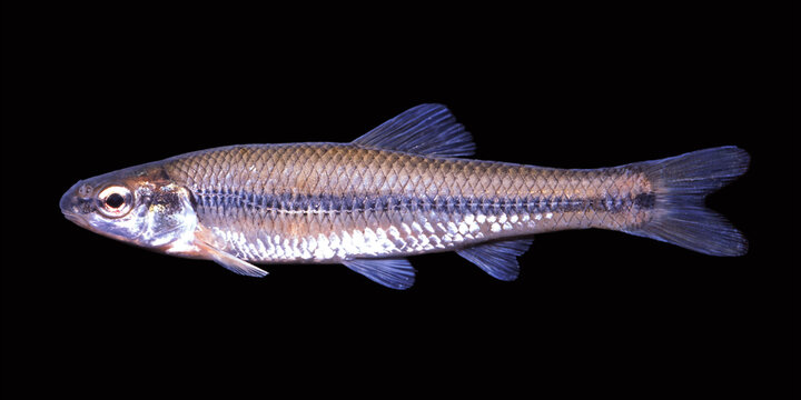 Bluntnose minnow, Pimaphales notatus, on black background