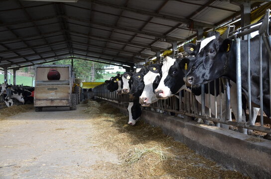 Dairy cows feeding in barn at farm in Serra Ga&uacute;cha, Rio Grande do Sul, Brazil