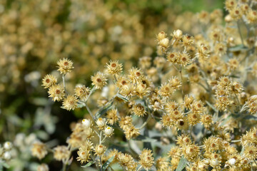 Fototapeta premium Everlasting Summer Snow dry flowers and seed heads - Latin name - Anaphalis triplinervis Sommerschnee