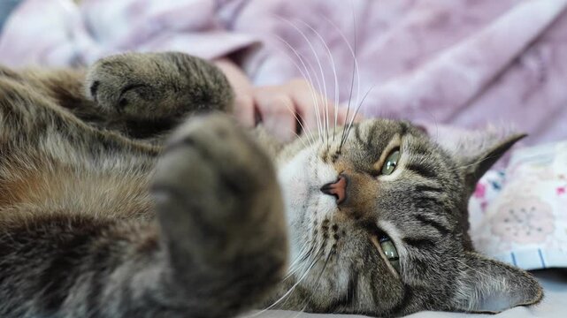 tabby cat lying on its side on soft bedding, gently petted by human hands while drowsily glancing at the camera in a cozy home interior. 