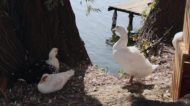 A white goose stands tall while two Muscovy ducks rest on the ground in the shade of a large tree by the lake. Static medium shot, natural light.