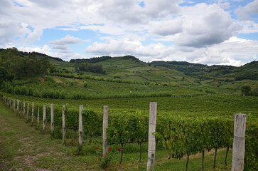 Obraz premium Panoramic vineyard landscape with rolling hills in Serra Gaúcha, Rio Grande do Sul, Brazil