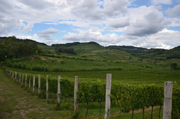 Fototapeta premium Panoramic vineyard landscape with rolling hills in Serra Gaúcha, Rio Grande do Sul, Brazil