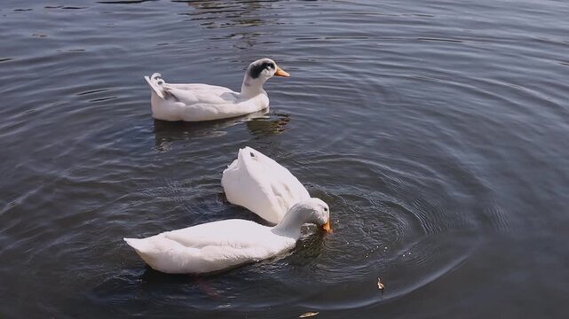A group of white domestic ducks on the water, one is swimming while two others are diving headfirst to forage, showing their tails and orange feet. Natural daylight, medium shot.