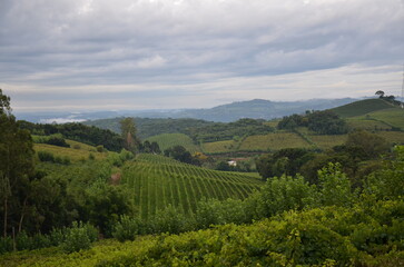 Obraz premium Rolling vineyard hills under cloudy sky in Serra Gaúcha, Rio Grande do Sul, Brazil