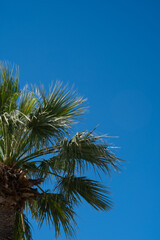 Fototapeta premium Palm tree against clear blue sky in bright sunlight during midday in a warm, outdoor setting