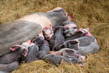 Sow nursing a large litter of piglets on hay The Concept of motherhood and new life © VicVaz