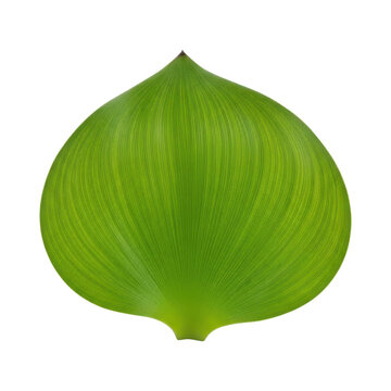 Vibrant green hosta leaf with prominent veins isolated on a white background.
