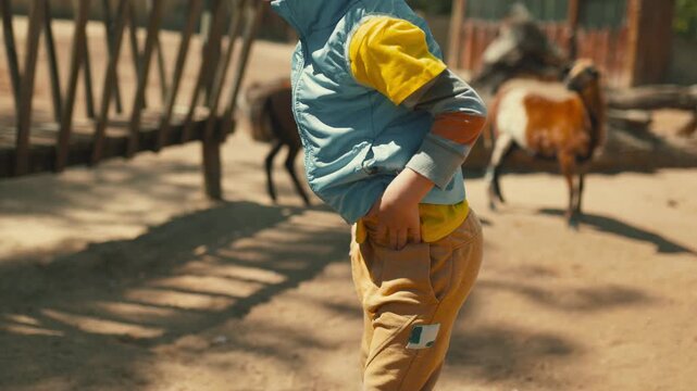 Little boy playing with goats at a petting zoo
