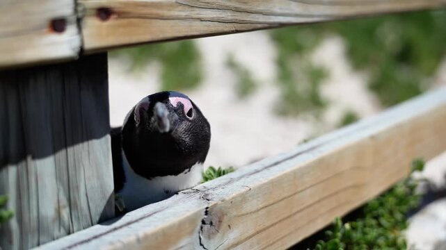 Curious African Penguin Peeking Through Boardwalk, Closeup Head Portrait With Pink Eye Patch And Black Beak,