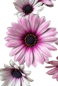 gerbera isoliert