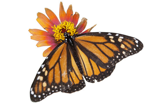Schmetterling, Falter auf Bl&uuml;te, Makro