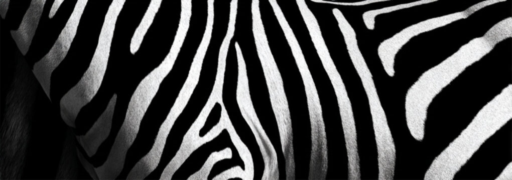 Zebra Fur Pattern Close-up In Black And White For Wildlife Textures