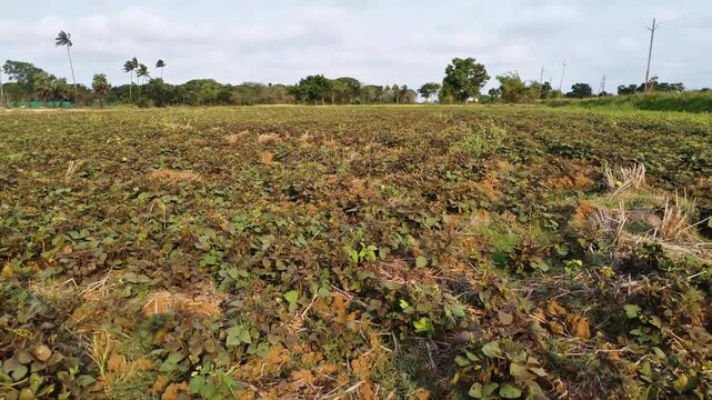 Mung Bean Farming in Rural India: Lush Green Crop Growing in Agricultural Field. Sustainable Mung Bean Cultivation in Rural Farmland.