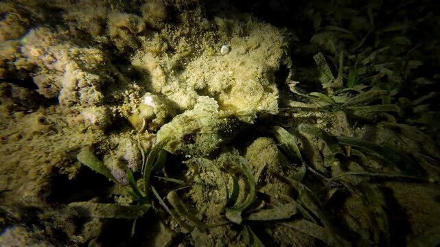 Tassled scorpionfish (Scorpaenopsis oxycephala) moving across sandy seabed near coral. Camouflaged reef fish walking along bottom. Dangerous venomous marine species in natural underwater habitat