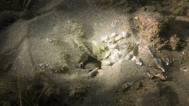 Goby fish and pistol shrimp sharing a sandy burrow. Symbiotic marine behavior as shrimp digs while goby keeps watch. Natural underwater wildlife scene.