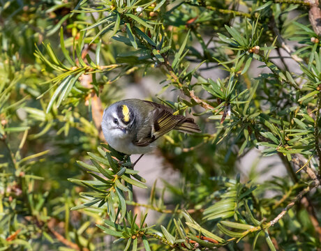 Golden-Crowned Kinglet