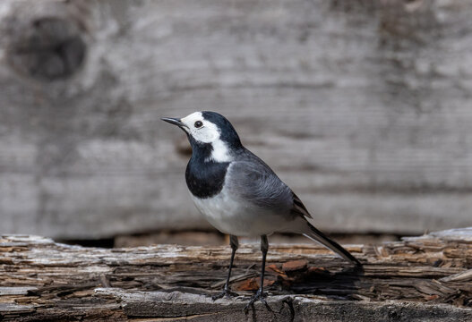 Close-up of a white wagtail (Motacilla alba) bird sitting on a plank