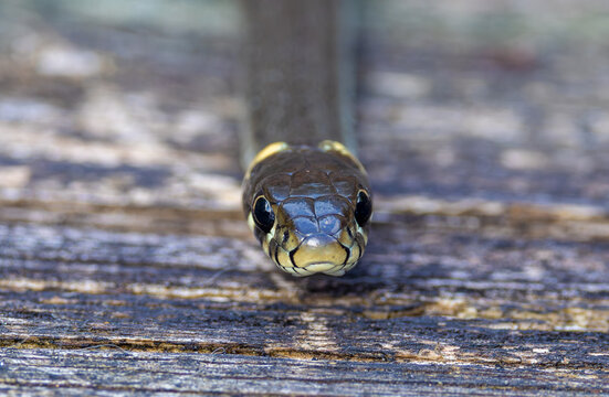 Close-up portrait of a grass snake (Natrix natrix), also known as a ringed snake or water snake