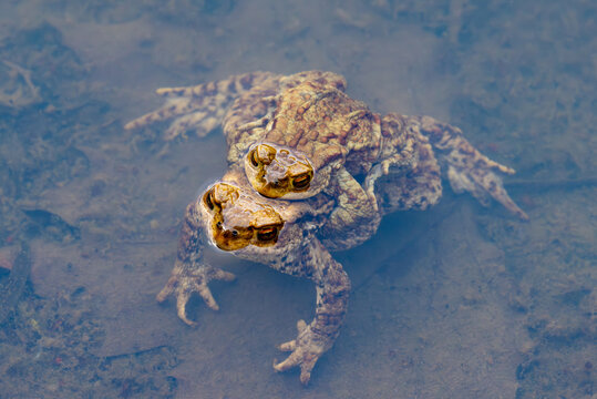 A pair of brown toads (Bufo bufo) in the process of reproduction, amplexus
