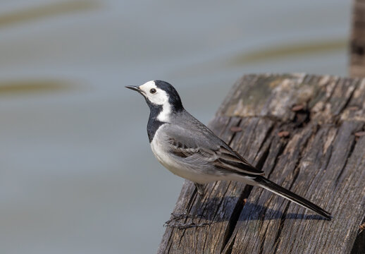 Close-up of a white wagtail (Motacilla alba) bird sitting on a plank