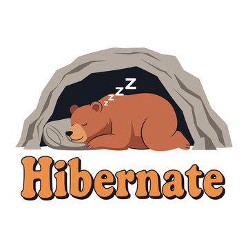 Brown bear sleeping in cave with hibernate text hibernation