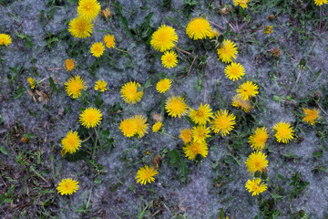 Dandelion Blossoms In Summer Snow © Tiffany K