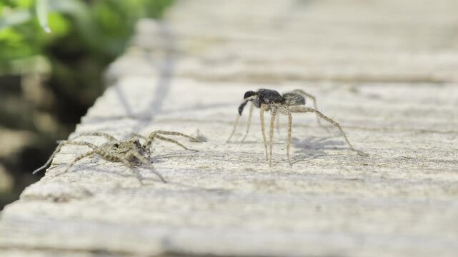 Wolf spiders (Lycosidae sp.) courtship dance, behavioral interaction before mating, common species in the Czech Republic