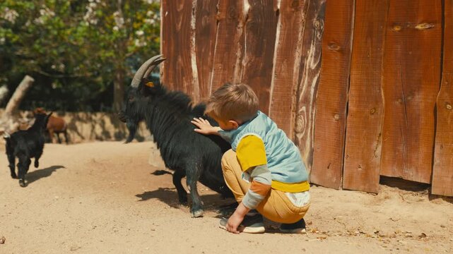 Curious little boy petting a black goat at a petting zoo farm