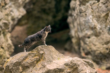 animal theme cat portrait standing outdoor stone terrain cave environment space © Artem Kniaz