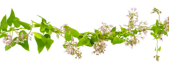 Vibrant green vine isolated with delicate pink blossoms cascading across frame. Perfect for spring themes, wedding decor, or nature backgrounds. Ideal for greeting cards © Aleksandr Matveev