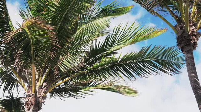 palm trees swaying in the wind
