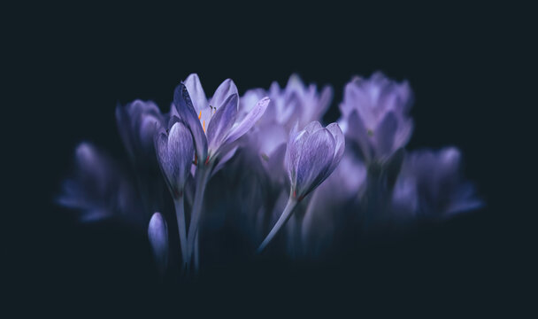 Crocuses ( Crocus Sativus )