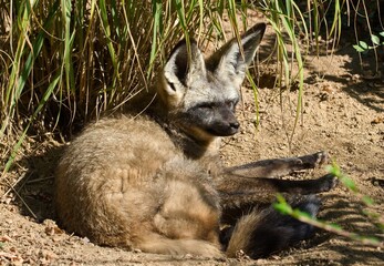 Bat-eared fox   © Hana