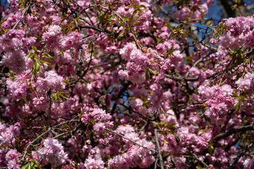 Fototapeta premium Pink cherry blossom flowers in full bloom on tree branches