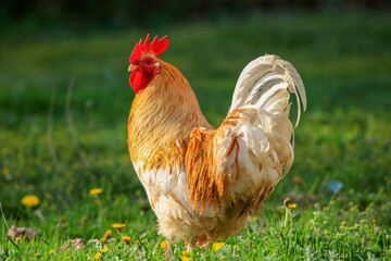 Free range rooster in the grass © Birol Dincer 