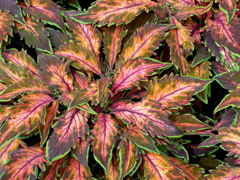 Variegated common Coleus leaves in green, pink and gold