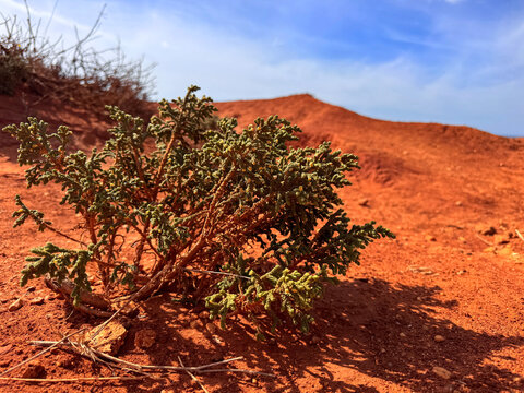 Red Cliffs and Coastal Shrubland: Salsola vermiculata near Conil de la Frontera, Andalusia, Spain