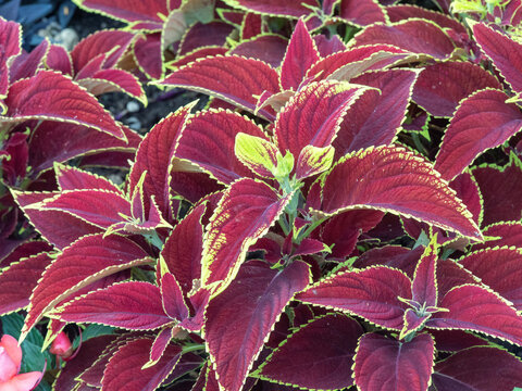 Variegated common Coleus leaves in pink and green