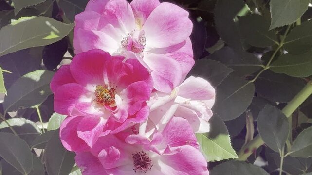bee collecting pollen on pink rose