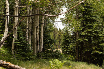 Fototapeta premium A forest with aspen trees on the left and pine trees on the right on Mount Baldy in Arizona.