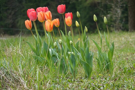 Tulpen . Bed of tulips . Tulipas