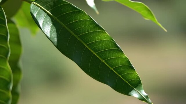 Single mango leaf decoration moving gently on clean background simple composition