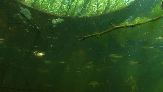 Juvenile largemouth bass Micropterus salmoides form a tight school among dense submerged branches in a freshwater lake. Around one year old and 10 cm long, they use this structure as a refuge.
