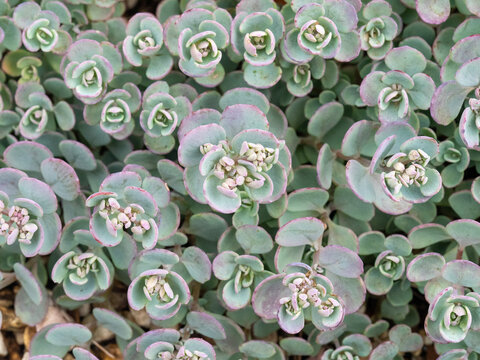 Sedum cauticola Coca Cola plant seen from above