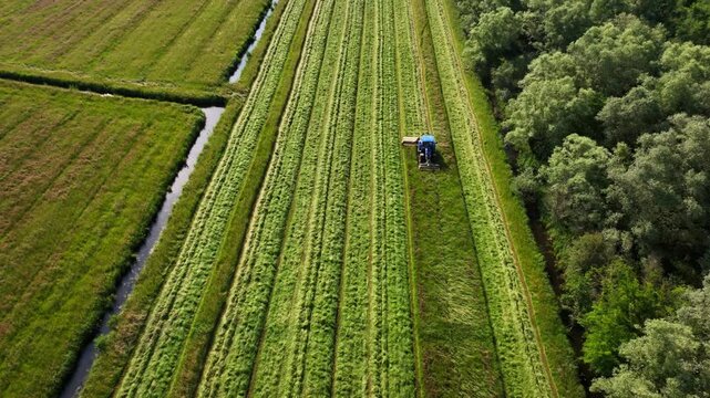 Aerial drone view of a tractor harvesting a vast green field of cut grass or hay in parallel rows next to a dense forest and a narrow irrigation canal