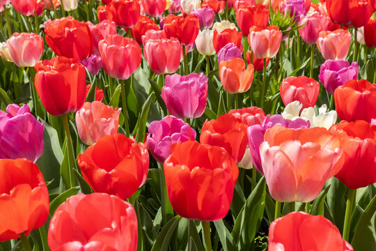 Bunte Tulpenpracht