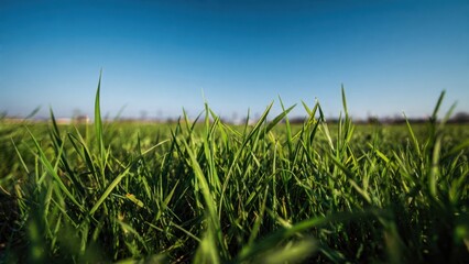 Fototapeta premium Close-up of Lush Green Grass Under Clear Blue Sky