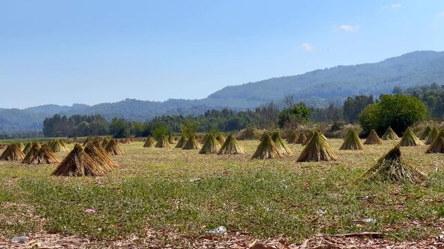 Sesame sheaves drying in rows across an open field in Akyaka, G&ouml;kova, Muğla, Turkey