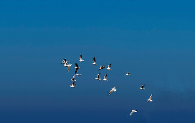 Fototapeta premium Silver Gulls (Chroicocephalus novaehollandiae) at Caves Beach
